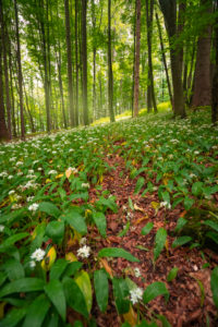 Europe, Germany, Bavaria, Aschau am Inn, Wild Garlic Field in Forest, Europe, Germany, Bavaria, Aschau am Inn, Wild Garlic Field in Forest,